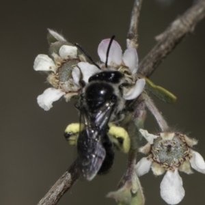 Leioproctus sp. (genus) at McKellar, ACT - 17 Nov 2023