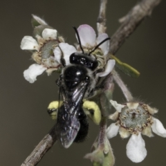 Leioproctus sp. (genus) at McKellar, ACT - 17 Nov 2023 02:55 PM