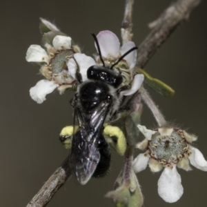 Leioproctus sp. (genus) at McKellar, ACT - 17 Nov 2023