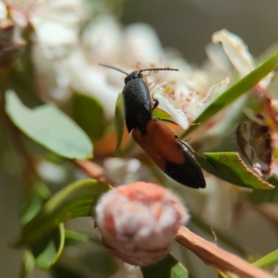 Anilicus xanthomus (A click beetle) at Bluetts Block Area - 19 Nov 2023 by Miranda