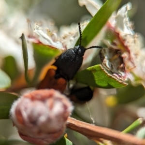 Anilicus xanthomus at Bluetts Block (402, 403, 12, 11) - 19 Nov 2023