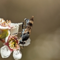 Agapophytus sp. (genus) at Bluetts Block (402, 403, 12, 11) - 19 Nov 2023