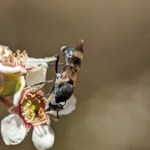 Agapophytus sp. (genus) at Bluetts Block (402, 403, 12, 11) - 19 Nov 2023 12:43 PM