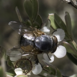 Calliphora augur at McKellar, ACT - 17 Nov 2023 02:56 PM