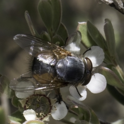 Calliphora augur (Lesser brown or Blue-bodied blowfly) at Croke Place Grassland (CPG) - 17 Nov 2023 by kasiaaus