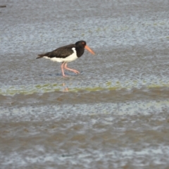 Haematopus longirostris (Australian Pied Oystercatcher) at Bushland Beach, QLD - 18 Nov 2023 by TerryS