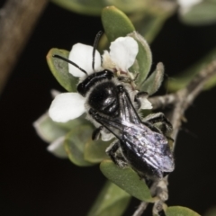 Leioproctus sp. (genus) (Plaster bee) at McKellar, ACT - 17 Nov 2023 by kasiaaus