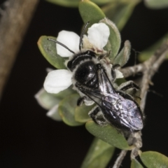 Leioproctus sp. (genus) at McKellar, ACT - 17 Nov 2023 02:57 PM