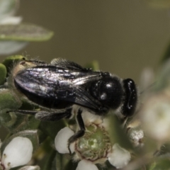 Leioproctus sp. (genus) at McKellar, ACT - 17 Nov 2023 02:57 PM