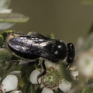 Leioproctus sp. (genus) at McKellar, ACT - 17 Nov 2023 02:57 PM