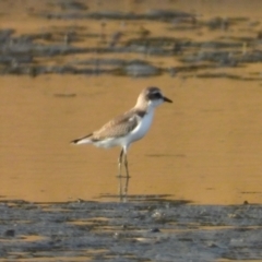 Anarhynchus ruficapillus (Red-capped Plover) at Bushland Beach, QLD - 19 Nov 2023 by TerryS