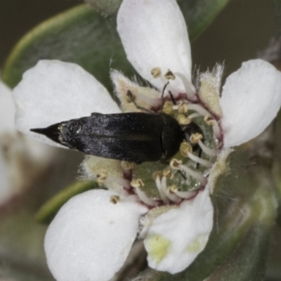 Mordellidae (family) (Unidentified pintail or tumbling flower beetle) at Croke Place Grassland (CPG) - 17 Nov 2023 by kasiaaus