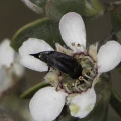 Mordellidae (family) at McKellar, ACT - 17 Nov 2023 02:58 PM