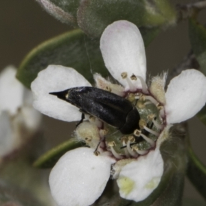 Mordellidae (family) at McKellar, ACT - 17 Nov 2023