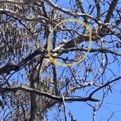 Podargus strigoides at Wanniassa Hill - 19 Nov 2023 10:51 AM