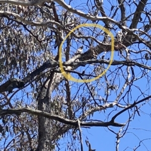 Podargus strigoides at Wanniassa Hill - 19 Nov 2023 10:51 AM