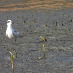 Gelochelidon macrotarsa (Australian Tern) at Bushland Beach, QLD - 19 Nov 2023 by TerryS