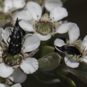 Mordellidae (family) at McKellar, ACT - 17 Nov 2023 02:59 PM