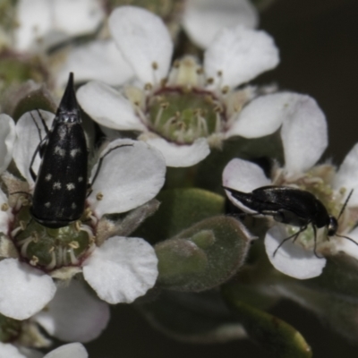 Mordellidae (family) (Unidentified pintail or tumbling flower beetle) at Croke Place Grassland (CPG) - 17 Nov 2023 by kasiaaus