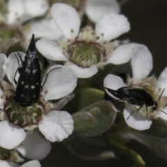 Mordellidae (family) (Unidentified pintail or tumbling flower beetle) at McKellar, ACT - 17 Nov 2023 by kasiaaus