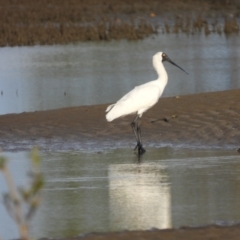 Platalea regia (Royal Spoonbill) at Bushland Beach, QLD - 19 Nov 2023 by TerryS