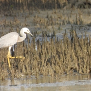 Egretta novaehollandiae at Bushland Beach, QLD - 19 Nov 2023 06:53 AM