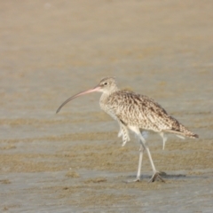 Numenius madagascariensis (Eastern Curlew) at Bushland Beach, QLD - 19 Nov 2023 by TerryS