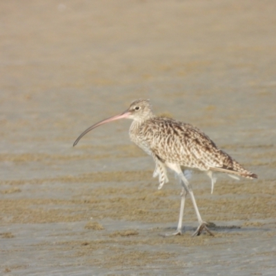 Numenius madagascariensis (Eastern Curlew) at Bushland Beach, QLD - 18 Nov 2023 by TerryS