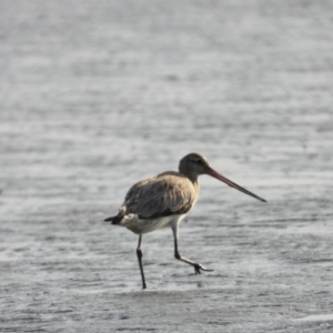 Limosa lapponica at Bushland Beach, QLD - 19 Nov 2023 07:07 AM