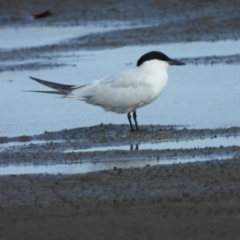 Gelochelidon macrotarsa (Australian Tern) at Bushland Beach, QLD - 19 Nov 2023 by TerryS