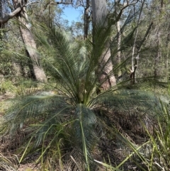Macrozamia communis (Burrawang) at Kangaroo Valley, NSW - 19 Nov 2023 by lbradleyKV