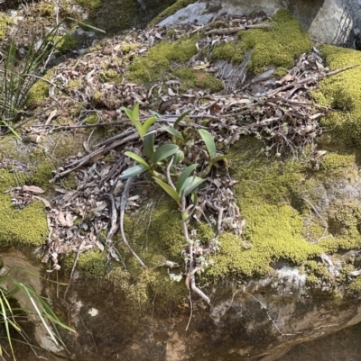 Dendrobium speciosum (Rock Lily) at Kangaroo Valley, NSW - 19 Nov 2023 by lbradley