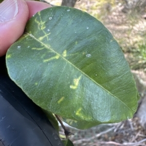 Syzygium smithii at Kangaroo Valley, NSW - 19 Nov 2023