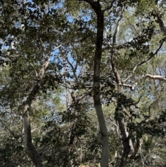 Syzygium smithii at Kangaroo Valley, NSW - 19 Nov 2023