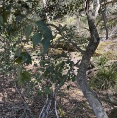 Syzygium smithii at Kangaroo Valley, NSW - 19 Nov 2023