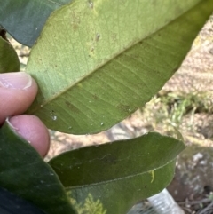 Syzygium smithii at Kangaroo Valley, NSW - 19 Nov 2023