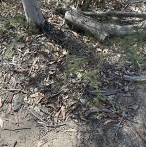 Kunzea ambigua at Kangaroo Valley, NSW - 19 Nov 2023