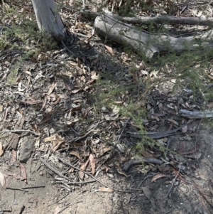 Kunzea ambigua at Kangaroo Valley, NSW - suppressed