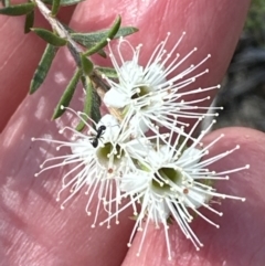 Kunzea ambigua at Kangaroo Valley, NSW - suppressed