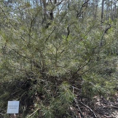 Lambertia formosa (Mountain Devil) at Kangaroo Valley, NSW - 19 Nov 2023 by lbradleyKV