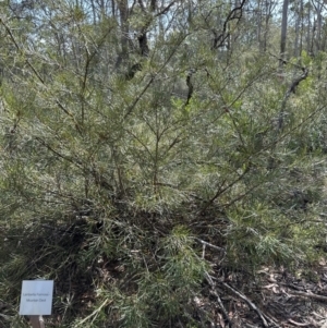 Lambertia formosa at Kangaroo Valley, NSW - 19 Nov 2023