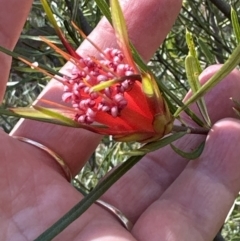 Lambertia formosa at Kangaroo Valley, NSW - 19 Nov 2023