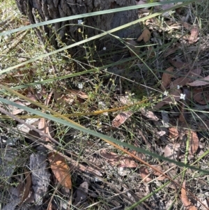 Mitrasacme polymorpha at Kangaroo Valley, NSW - 19 Nov 2023 03:43 PM