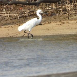 Egretta garzetta at Bushland Beach, QLD - 19 Nov 2023