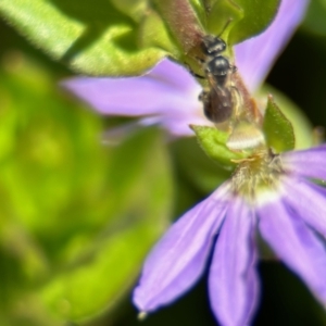 Apiformes (informal group) at ANBG - 19 Nov 2023