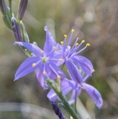 Caesia calliantha (Blue Grass-lily) at Kambah, ACT - 19 Nov 2023 by Brad