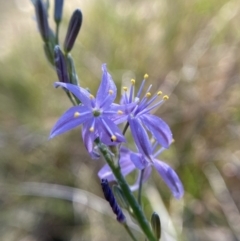 Caesia calliantha at Mount Taylor - 19 Nov 2023 03:27 PM