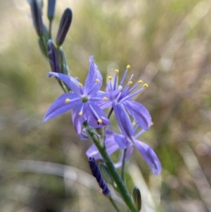 Caesia calliantha at Mount Taylor - 19 Nov 2023 03:27 PM