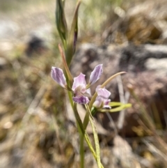 Diuris dendrobioides (Late Mauve Doubletail) at Tuggeranong, ACT - 19 Nov 2023 by Brad