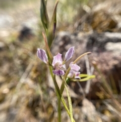 Diuris dendrobioides (Late Mauve Doubletail) by Brad